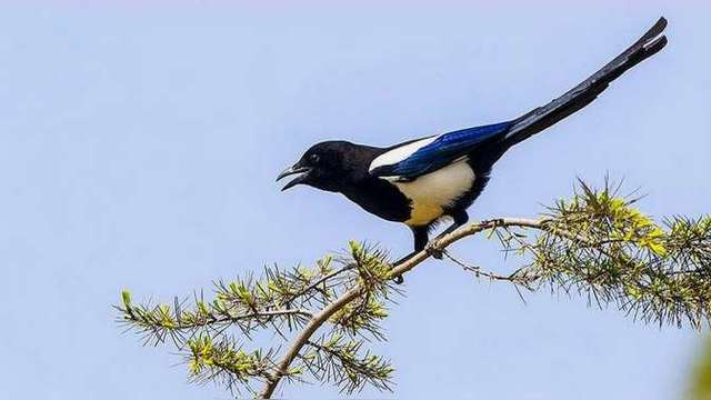 喜鹊在吃什么呢?喜鹊叫声