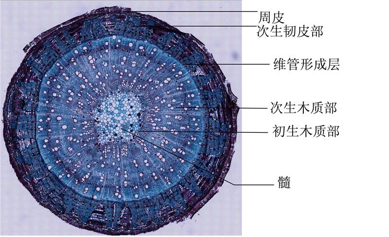 棉老茎横切-示次生结构 拷贝.jpg