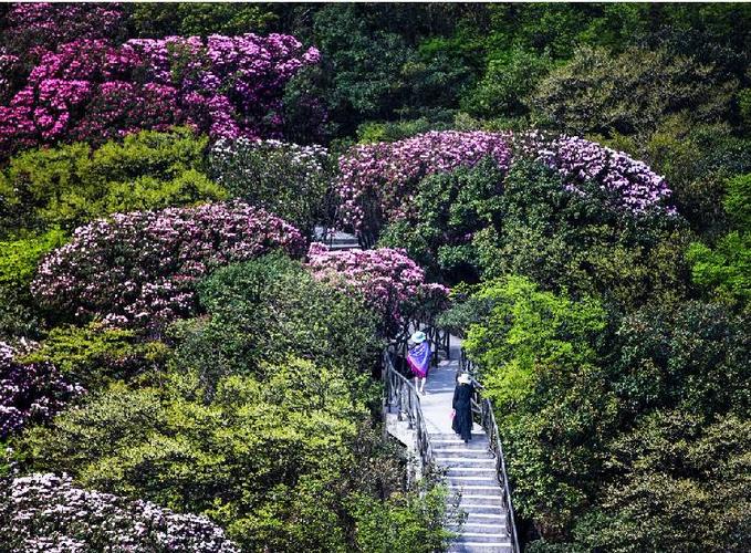 25万亩乔木杜鹃陆续开放约一场缤纷花事吧