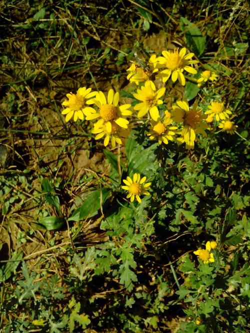 这是什么花,在甘肃省庆阳市环县拍摄