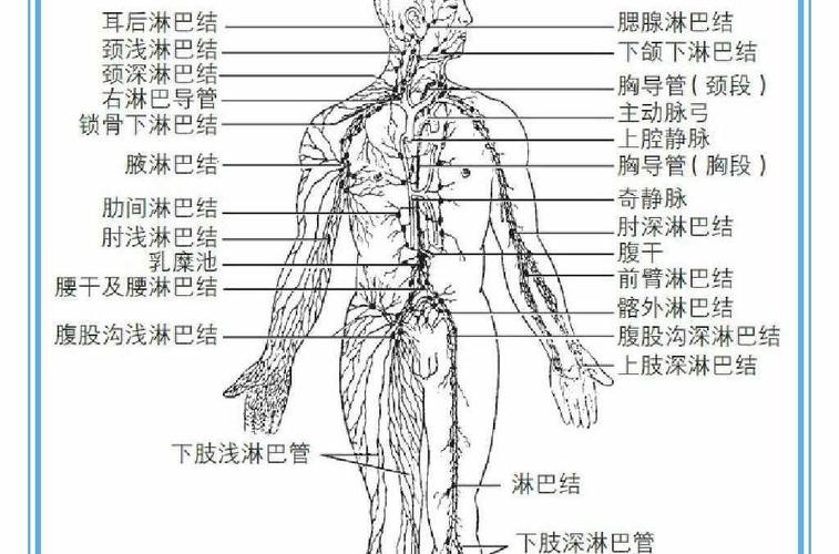 我们人体内的淋巴系统