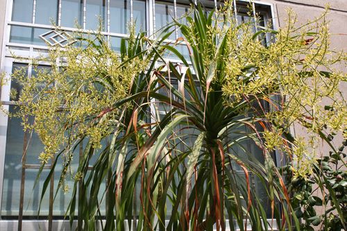 我家的龙血树开花了!
