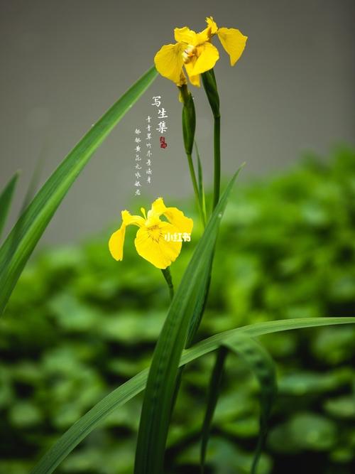 黄菖蒲|水烛,黄鸢尾,水生鸢尾_赏花_春天去哪玩_春天去赏花_家居家装