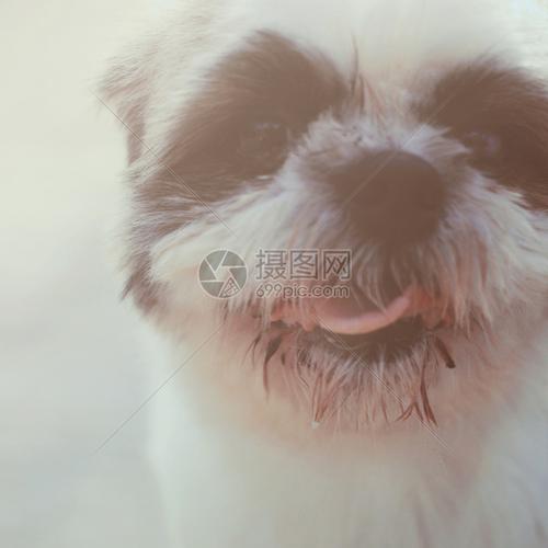 带回溯过滤效果的狗可爱笑脸