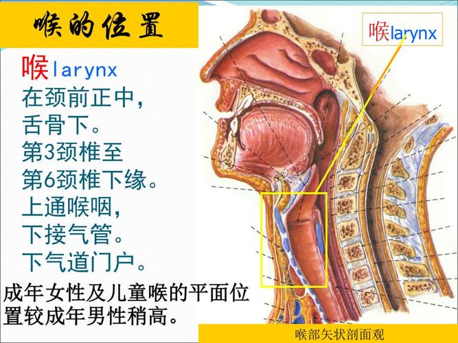 喉解剖及临床.ppt