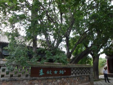 这是天水南郭寺内的春秋古柏,据说是全国树龄最长的古树.