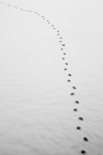 鸟禽留下的足迹,渐行渐远 标签 微博评论 网站评论 发表您的评论 好摄