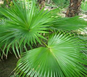 植物叶子像济公扇子叫什么