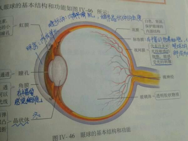 初中生物 耳朵·眼睛·花 照图识物 图片