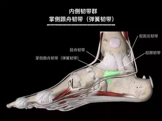 写美篇胫距韧带:胫距前韧带,胫距后韧带,胫距深韧带 胫舟韧带 胫跟