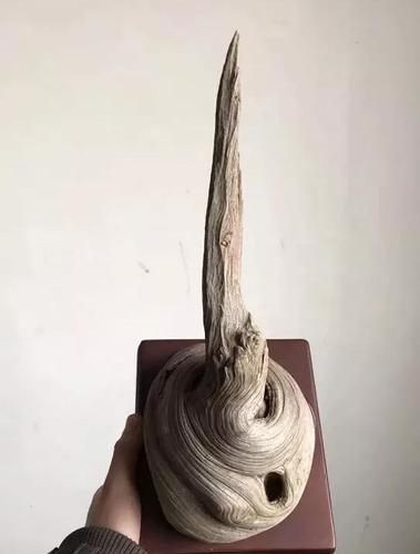 天价崖柏——极品圆!