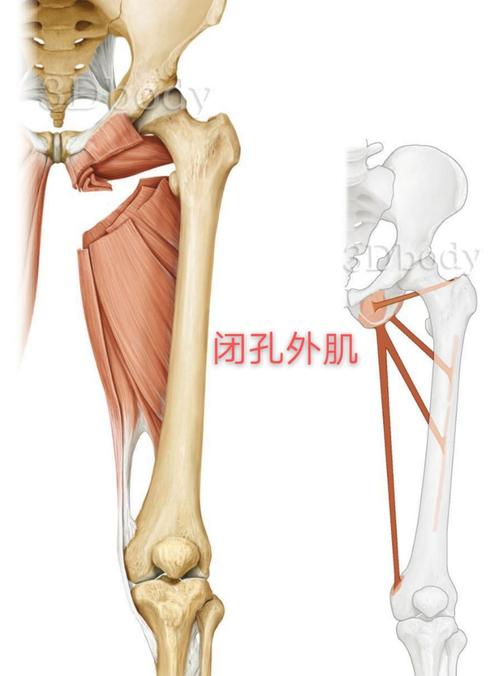 神经支配:         闭孔神经及骶丛分支(l2-s5).