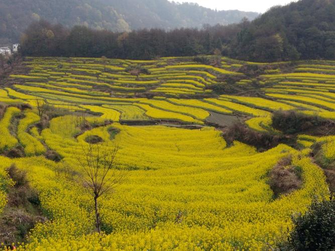 灵山油菜花梯田