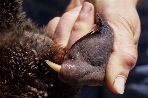 鸭嘴兽并不好惹,它的后爪上有一根尖尖的刺,能分泌出毒液,被这种毒刺