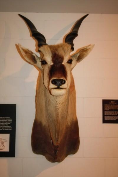 博物馆动物标本图片 - 第12张