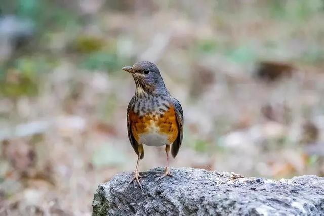 每天带你了解一种鸟——灰背鸫