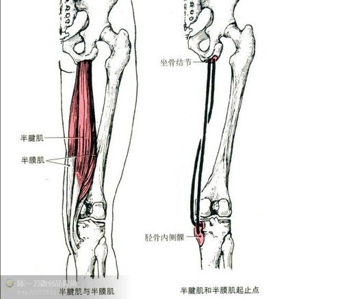 26,半腱肌和半膜肌