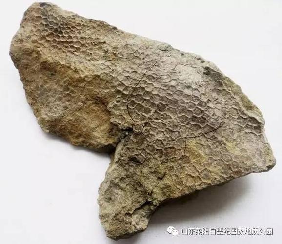 模铸化石不是生物遗体本身形成的化石,而是生物遗体在底质,围岩,填充