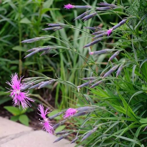 【中草药百科】瞿麦的功效与作用:利尿通淋,活血通经