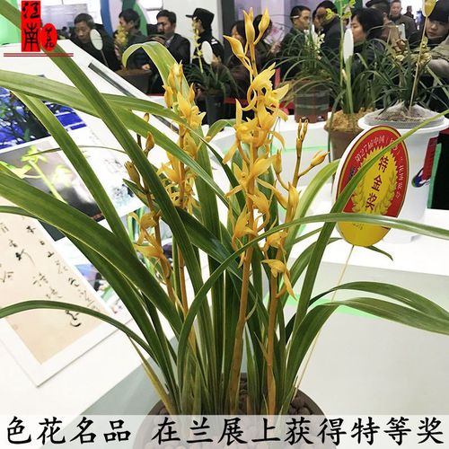 墨兰名品花苗金公主公主冬带金色花苞花卉