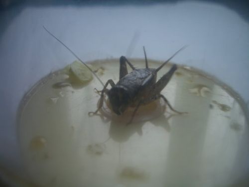 捉蟋蟀庆新区批准