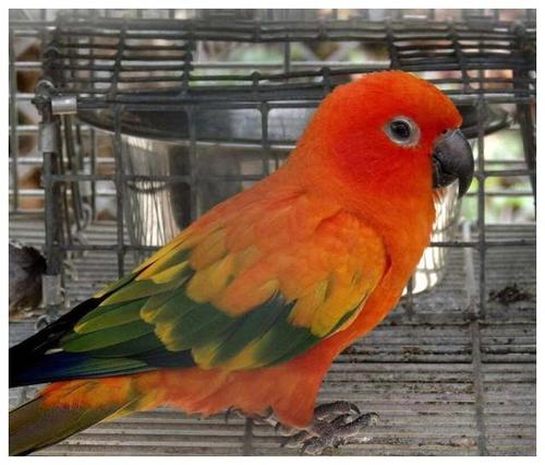 金太阳鹦鹉有五种之多,你认识几种?知道三种必定养鸟达人