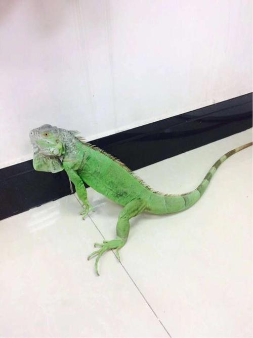 全身绿色的小家伙(图片:东莞一线爆料)