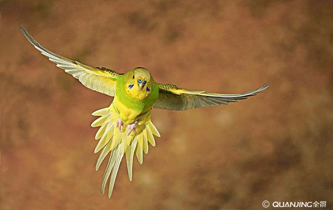 虎皮鹦鹉_全景网