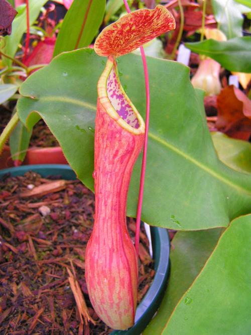 菲律宾猪笼草