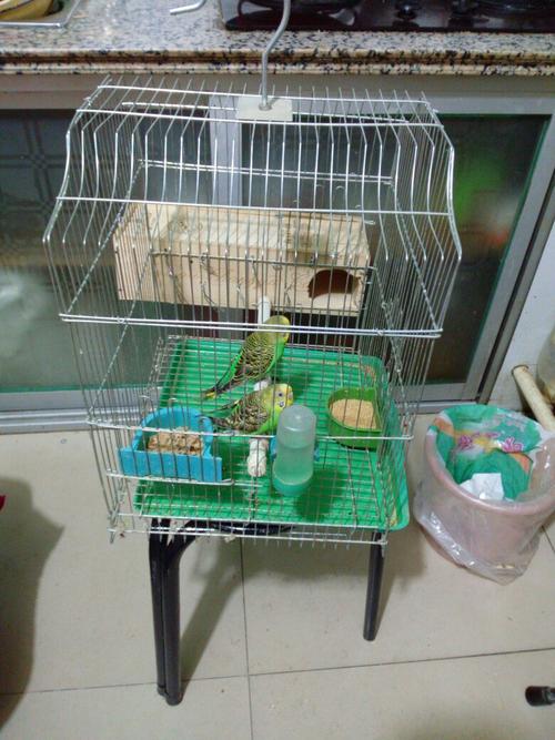 虎皮鹦鹉的繁殖箱高10宽10长35,的箱子可以吗