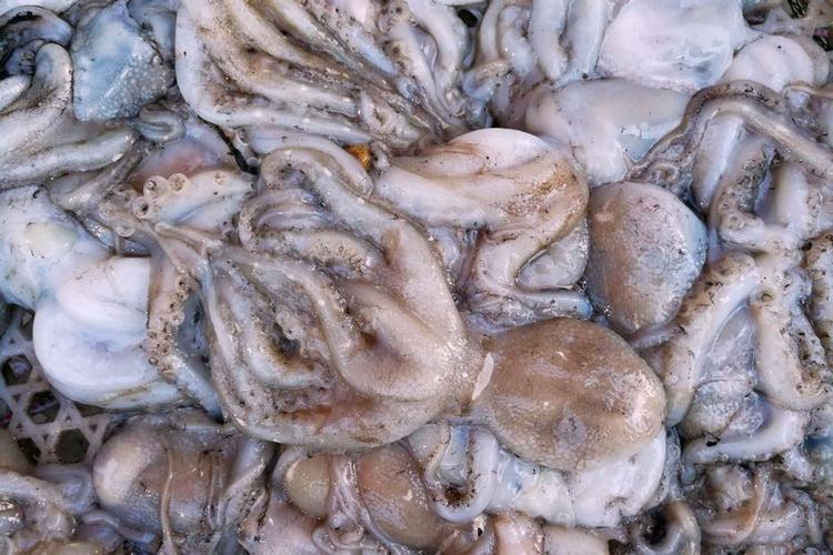 三九天菜市场经常有少量鲜活海鲜小杂鱼45块钱一斤八带鮹35