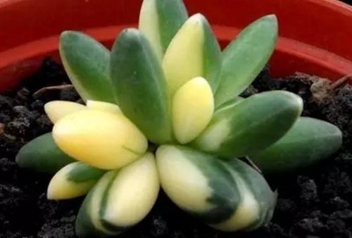 怎么让多肉出锦?不靠随机,就靠这些小窍门来增大突变几率