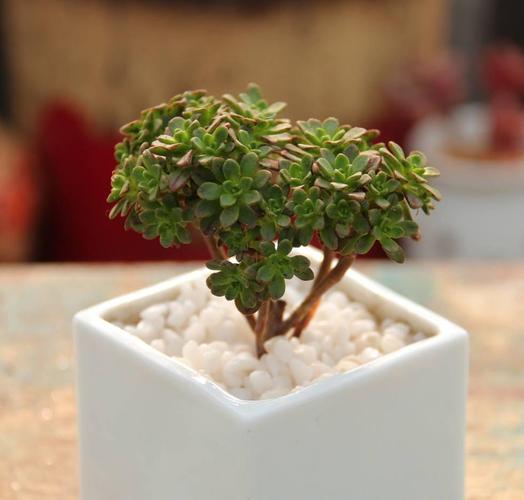 多肉植物景天科: 莲花掌属9枚全部介绍, 来看看吧