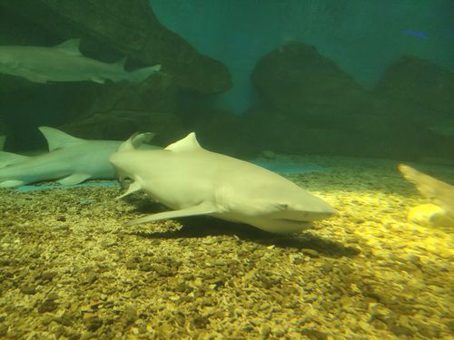 泉城海洋极地世界