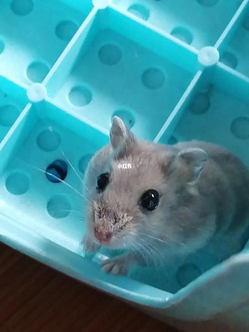 仓鼠咬人怎么治_仓鼠_菠萝_阴影_宠物_宠物其他