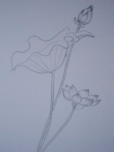 简笔画荷苞