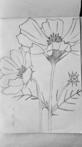 植物素描简笔画素描植物入门素描凌霄花的绘画教程2临摹装饰画图集