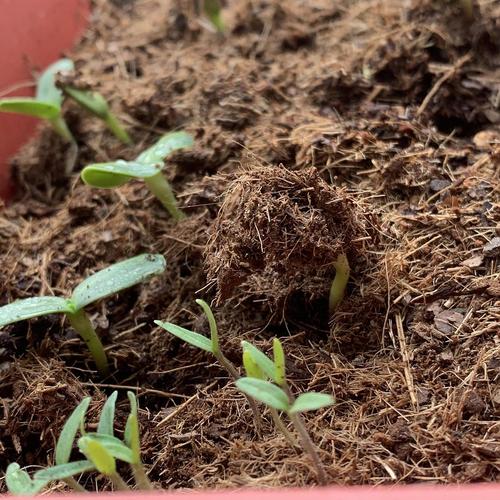 小一点的苗是紫苏