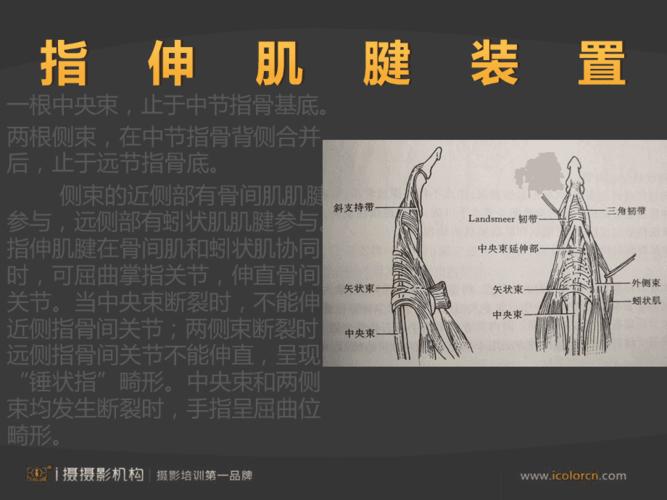 手部伸肌腱的解剖应用78004