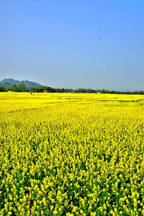 又是一年油菜花开时——行摄崇州重庆路油菜花海