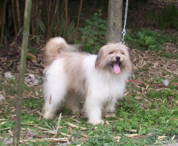 拉萨犬