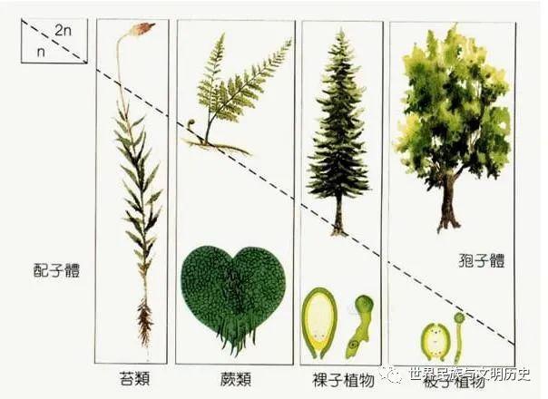 有胚植物起源于轮藻,最早产生于奥陶纪中期,传统观点认为其起源于海洋