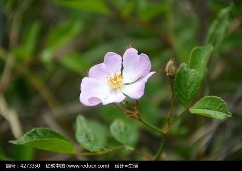 野蔷薇花高清图片下载_红动中国