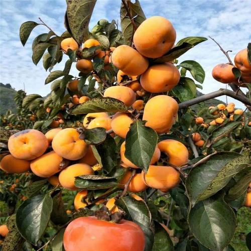 大秋甜柿苗果内无肉球无种子脆甜柿子苗花芽生理分化期