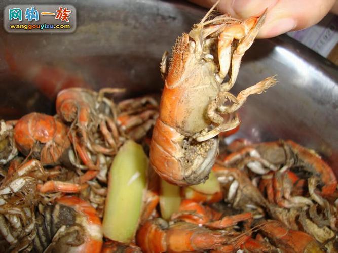 菜市场开始上蝼蛄虾了,今天去买了1斤