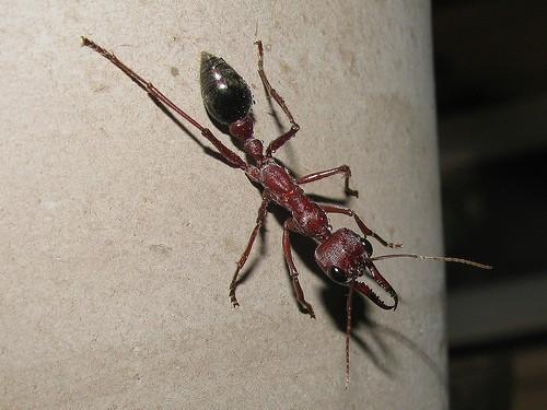 图注: 一只myrmecia brevinoda的工蚁,图片来自网络