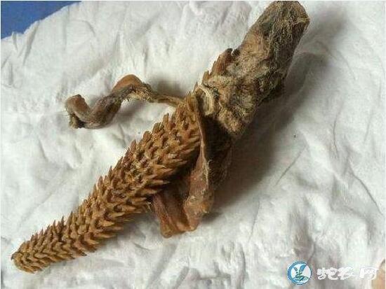 虎鞭vs蛇鞭虎鞭的功效与作用及图片