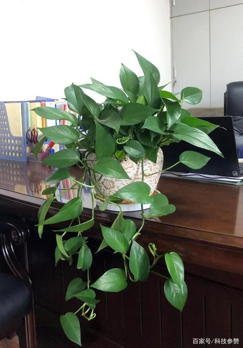办公室的小叶绿萝