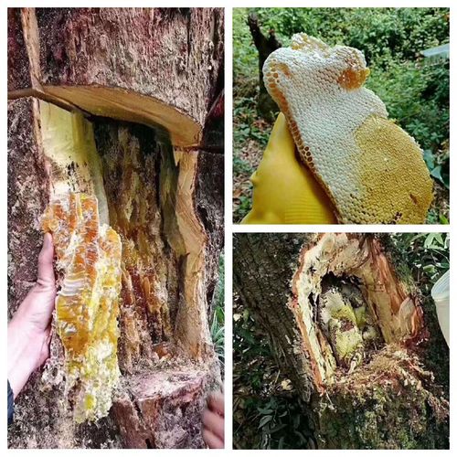 蜂蜜纯正天然野生云南西双版纳边境树洞蜂巢蜜进口缅甸正品土蜂蜜