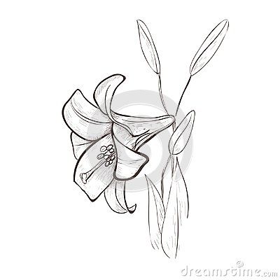 画一个百合花贺卡 百合花贺卡